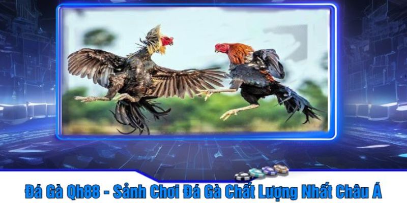 Đá gà QH88 Tại Sao Đá Gà QH88 Lại Hấp Dẫn Người Chơi